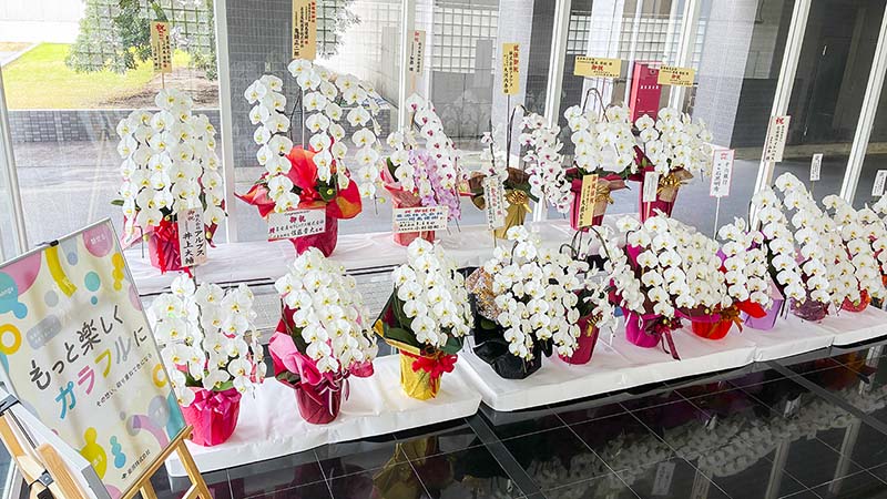お取引先の皆様よりいただきましたお祝いの胡蝶蘭